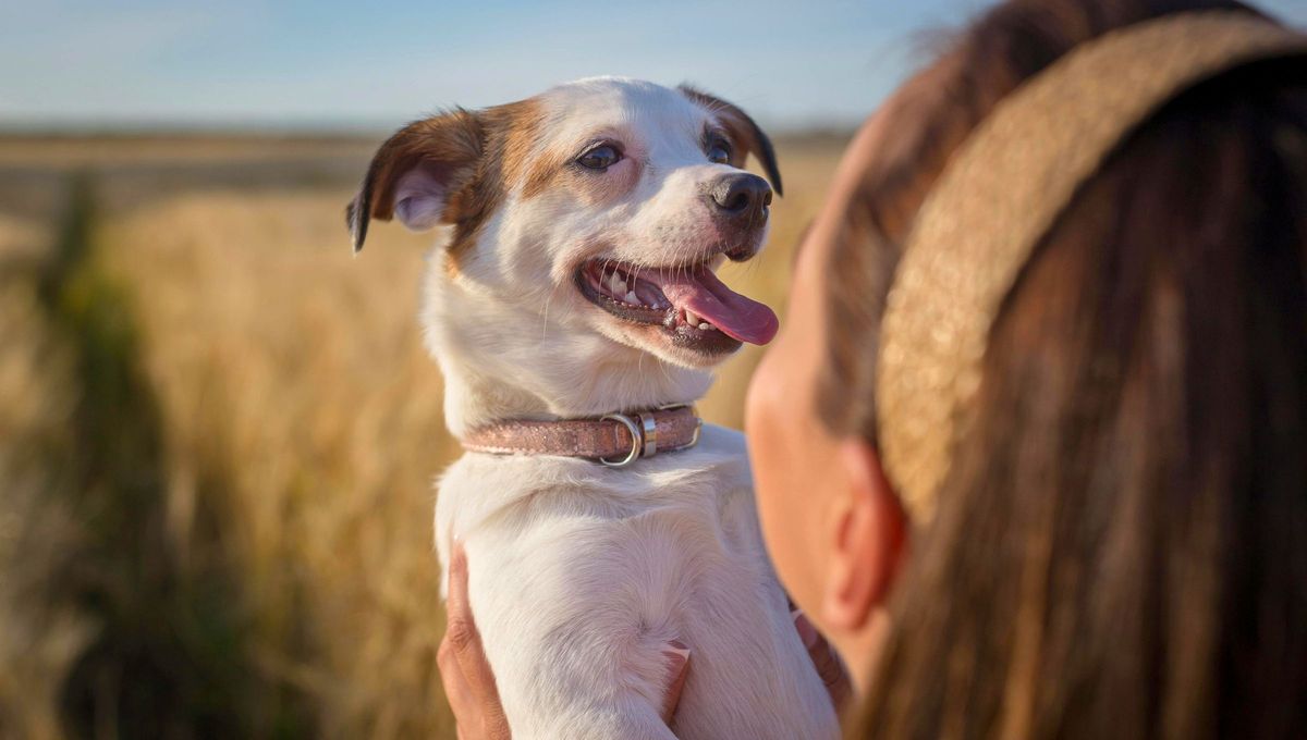 Hablar con tu perro como si fuera un bebé: qué revela la psicología