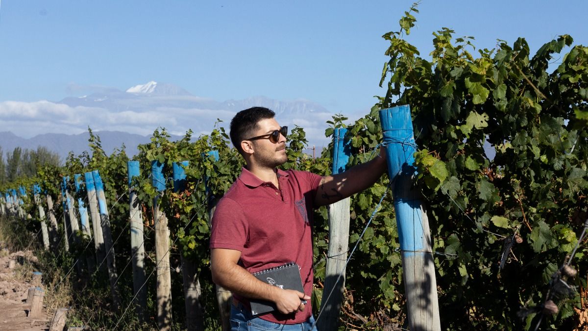 En su finca de Agrelo cosechó esta semana Lucca Stradella para el vino nuevo que hará con su proyecto Cimarrón Wines. En su finca de Agrelo cosechó esta semana Lucca Stradella para el vino nuevo que hará con su proyecto Cimarrón Wines.