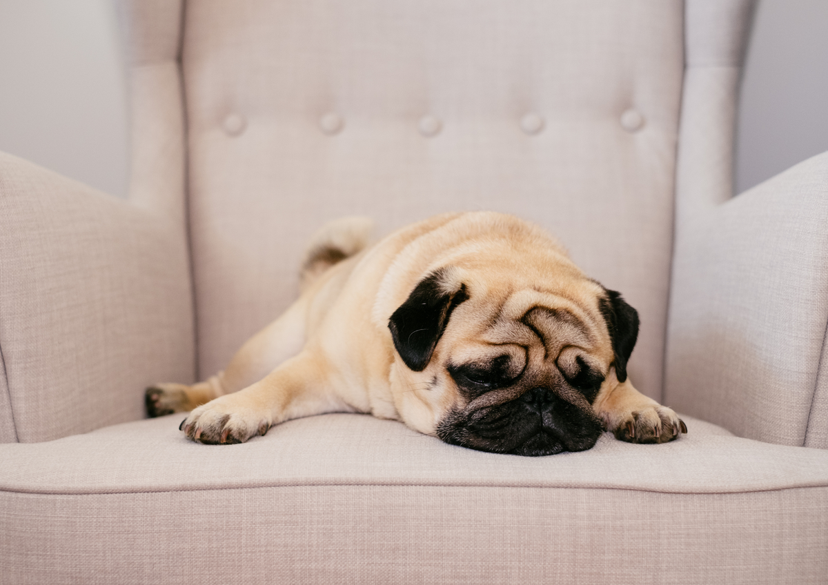 En casa o en el jardín: dónde tienen que dormir los perros según la ciencia