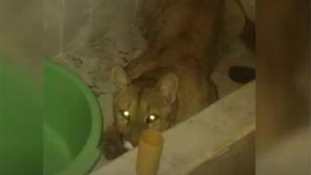 Un hombre se encontró en la ducha de su baño un puma suelto en Salta