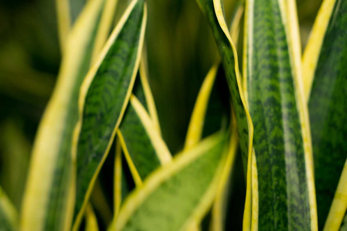 Descubrí cuándo podar una sansevieria o lengua de suegra. Foto: Pexels Descubrí cuándo podar una sansevieria o lengua de suegra. Foto: Pexels