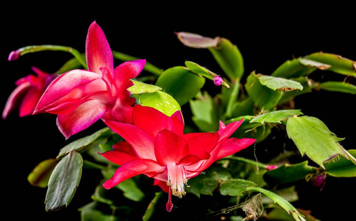 Cactus de Navidad, la planta que llega para destronar a la lengua de suegra y al árbol de jade. Cactus de Navidad, la planta que llega para destronar a la lengua de suegra y al árbol de jade.