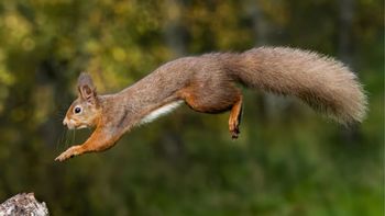 Obtuvo una finca, plantó un millón de árboles y 23 años después logró el regreso de una especie que se expande por todo el país