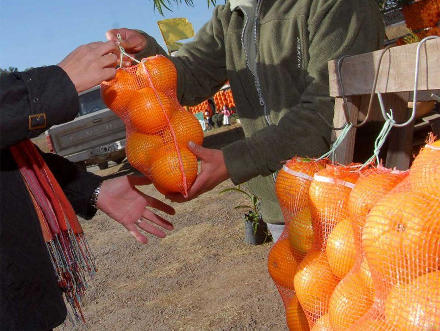 Actualmente, ningún cítrico pasa el control sanitario Zapata, en Tupungato.