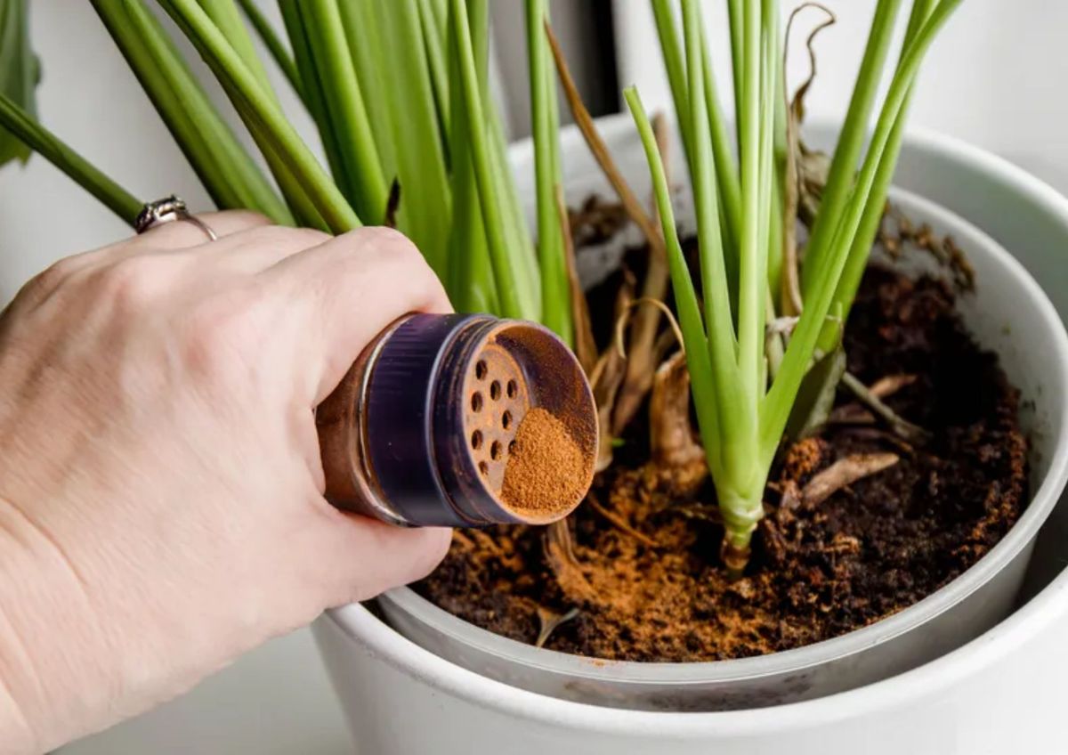 Cómo favorecer el crecimiento de las plantas con un ingrediente
