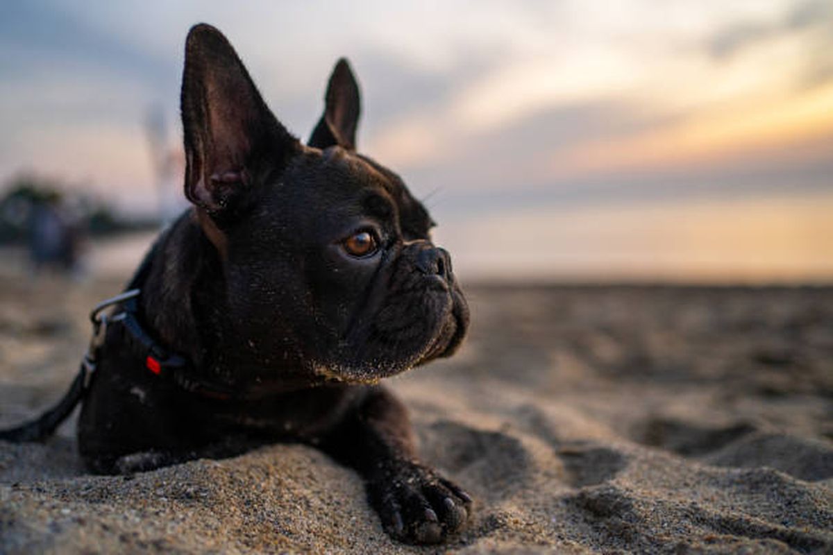 Bulldog Francés. Bulldog Francés.
