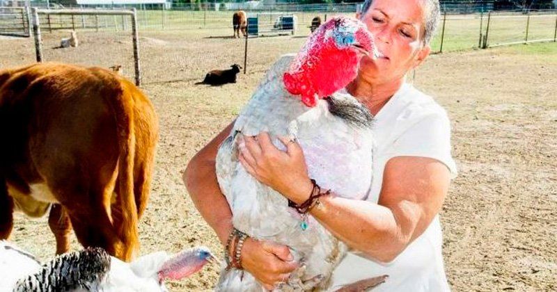 Condenaron a dos estudiantes por secuestrar un pavo