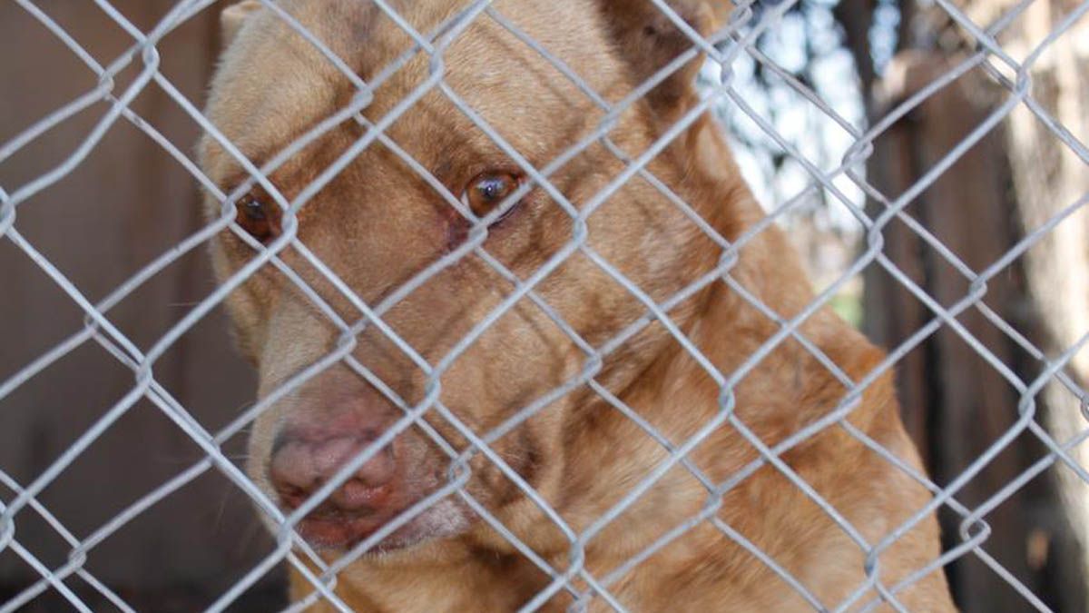 Los perros reciben cuidados y atención en el Refugio de Rousi.