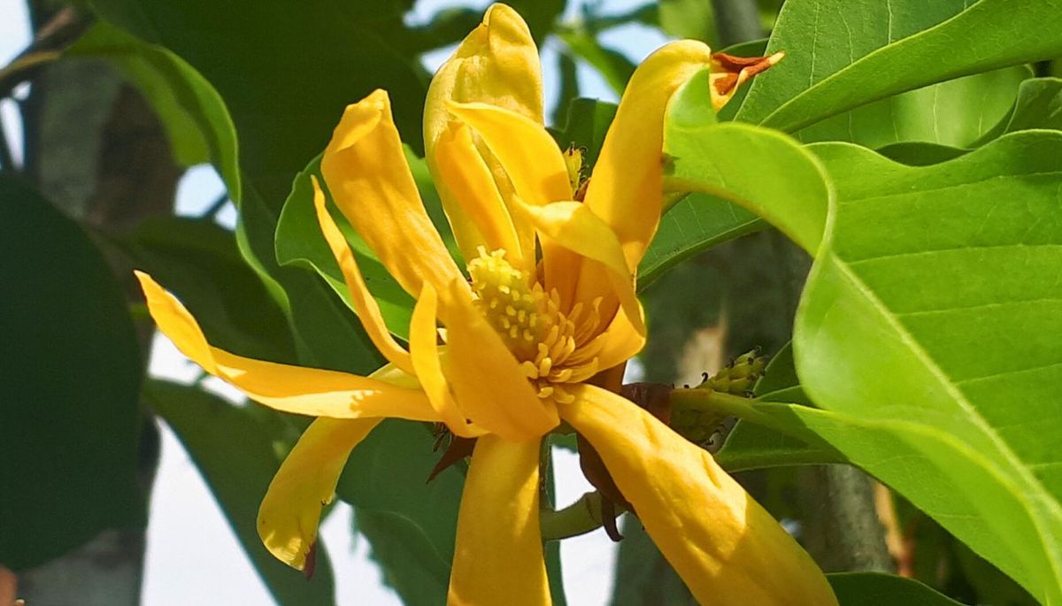 Este gran arbusto o &aacute;rbol es natural de India a Malasia.