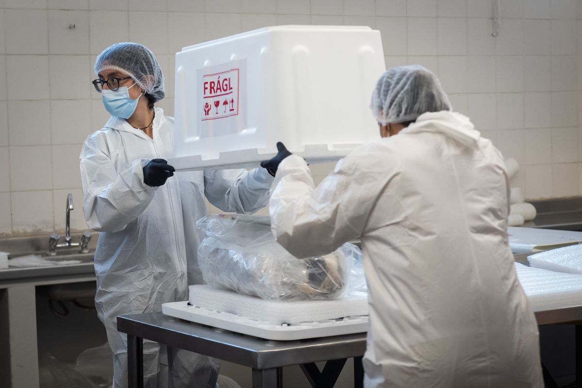 La momia del Aconcagua fue llevada al museo Cornelio Moyano a casi 41 años del hallazgo. La momia del Aconcagua fue llevada al museo Cornelio Moyano a casi 41 años del hallazgo.