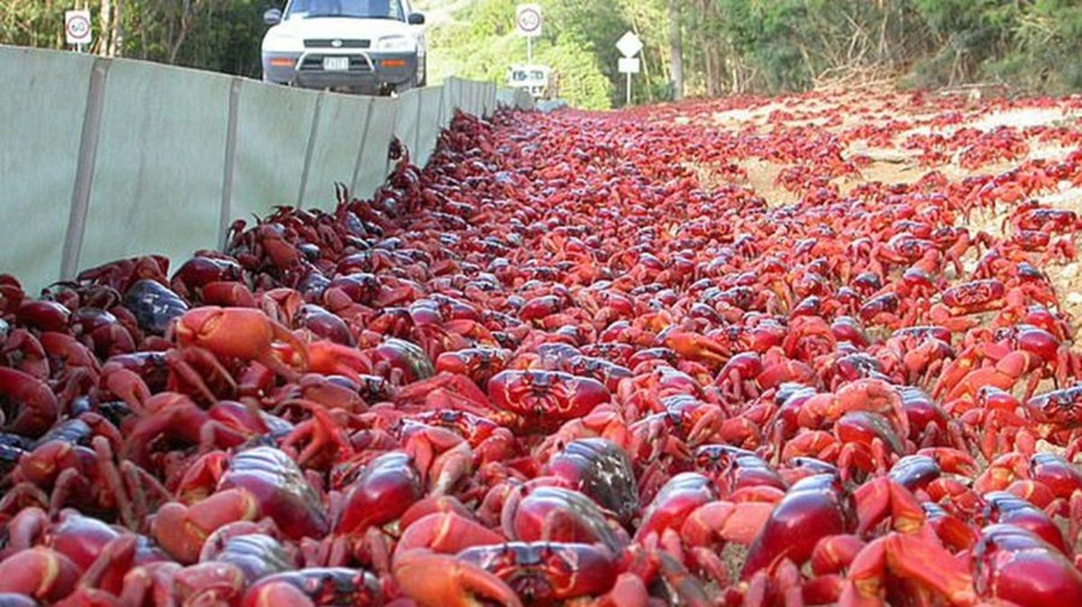 Un río de cangrejos tiñe las calles de una isla de Australia.