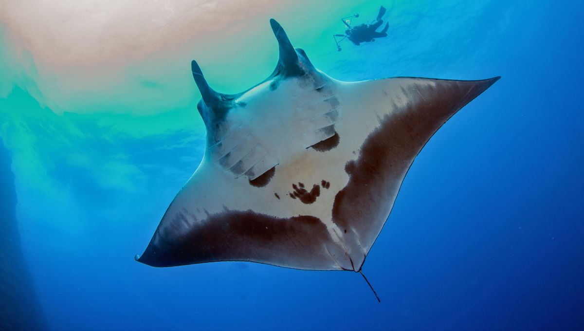 Diferencias entre dos animales marinos muy parecidos.