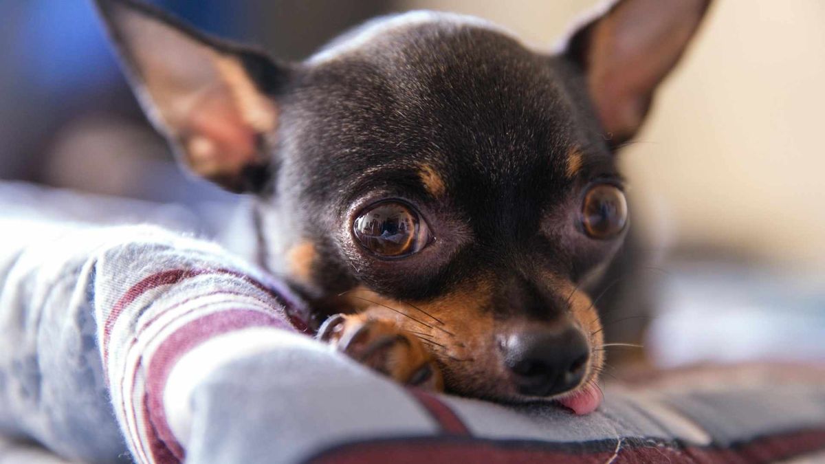 Si retas a tu perro constantemente, puede tomar rechazo a su nombre. Si retas a tu perro constantemente, puede tomar rechazo a su nombre.