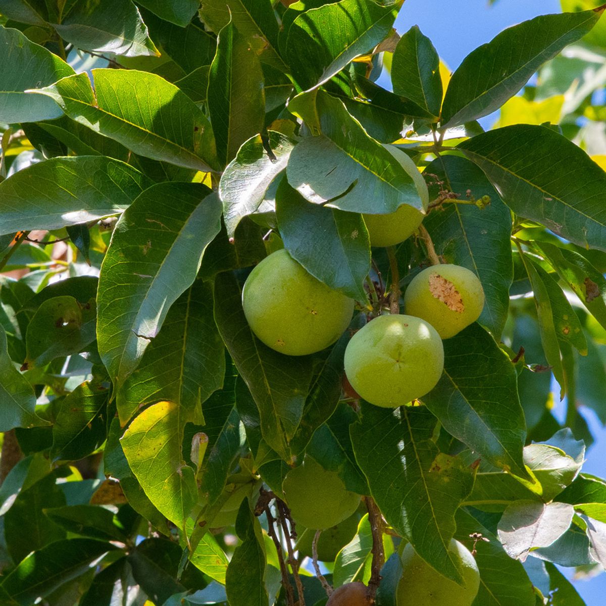 Este &aacute;rbol da un fruto dulce que recuerda al melocot&oacute;n y la pera.