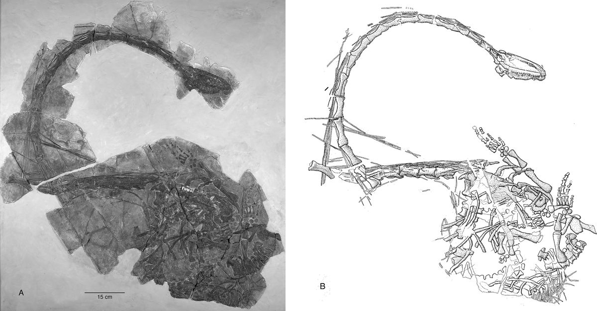 El descubrimiento marca un hito para la paleontología. El descubrimiento marca un hito para la paleontología.