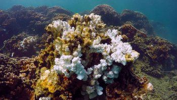 Científicos juegan con evolución para salvar coral en Hawaii