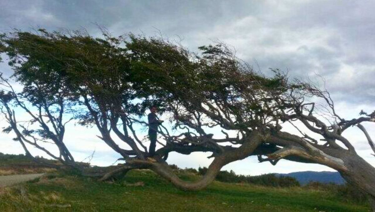 El árbol bandera nos demuestra el poder de adaptación de la naturaleza. Foto: @silvioboc El árbol bandera nos demuestra el poder de adaptación de la naturaleza. Foto: @silvioboc