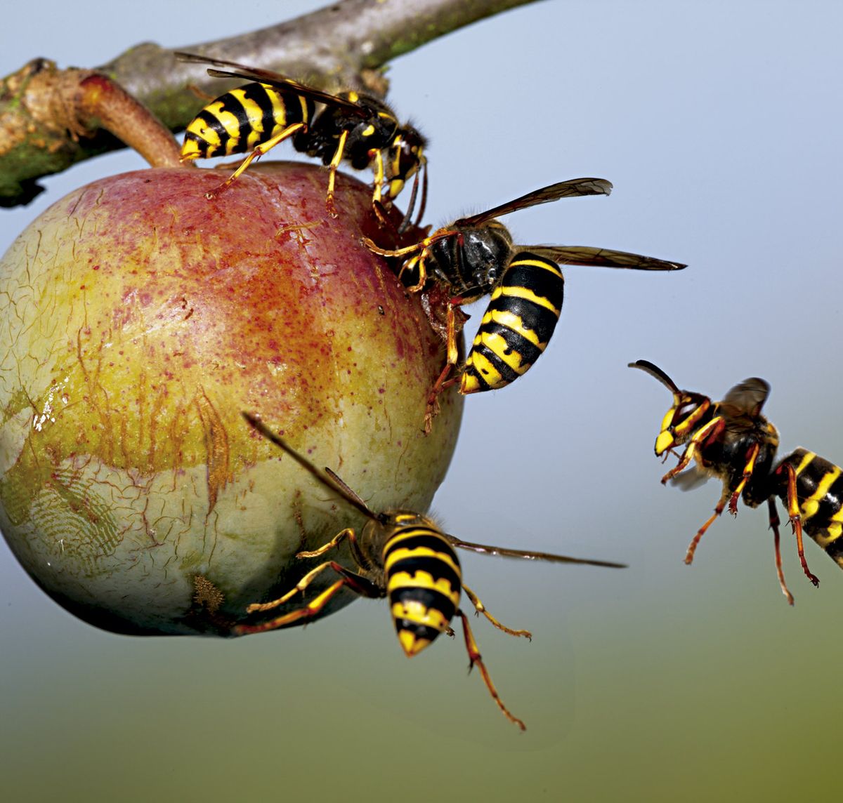 Estas son las maneras más efectivas de deshacerse de las avispas en tu jardín
