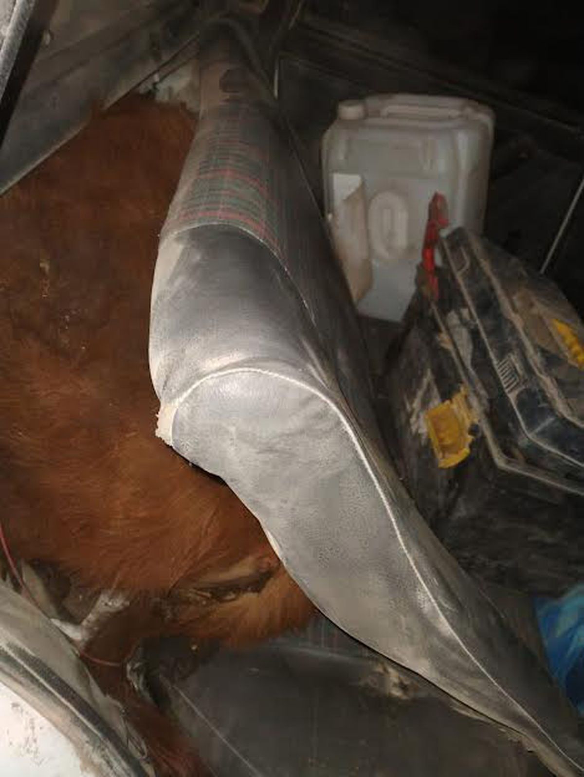 Así encontró la Policía a los terneros en el Fíat Duna.