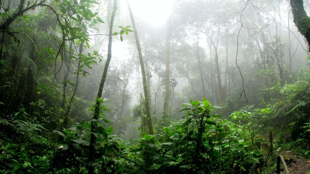 La bajante del Río Paraná tiene muchas causas y la deforestación de la Amazonía es una de ellas. (Foto: Pexels)
