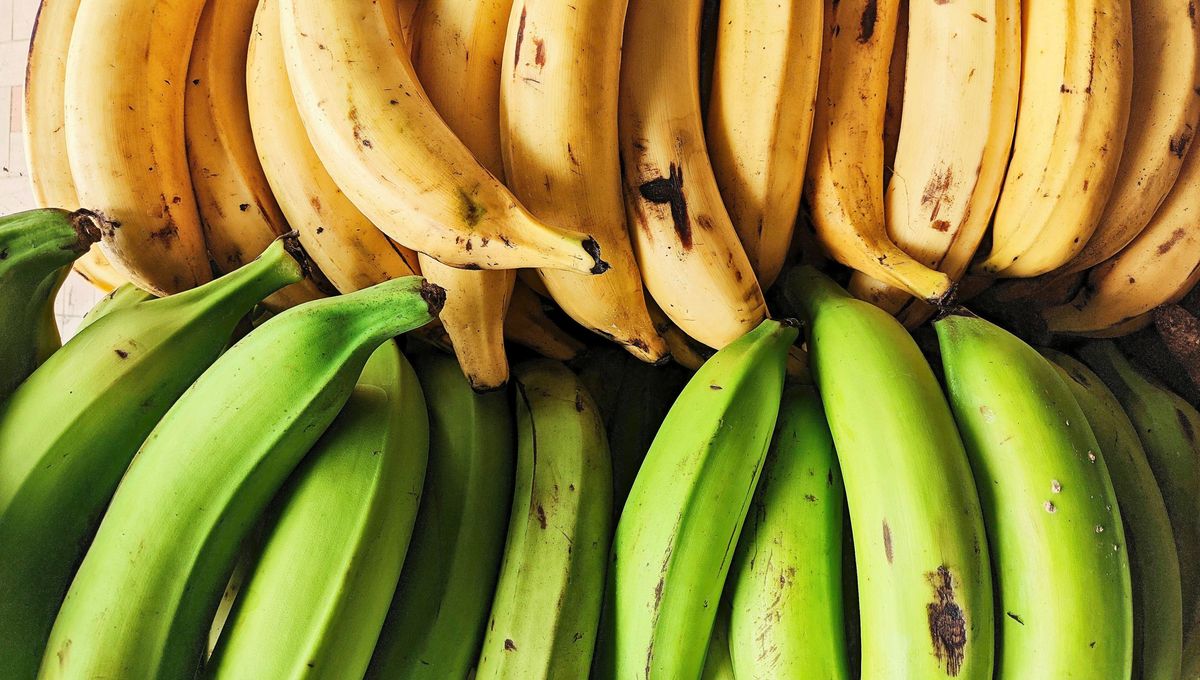 La planta de banano es una especie tropical perteneciente al género Musa La planta de banano es una especie tropical perteneciente al género Musa