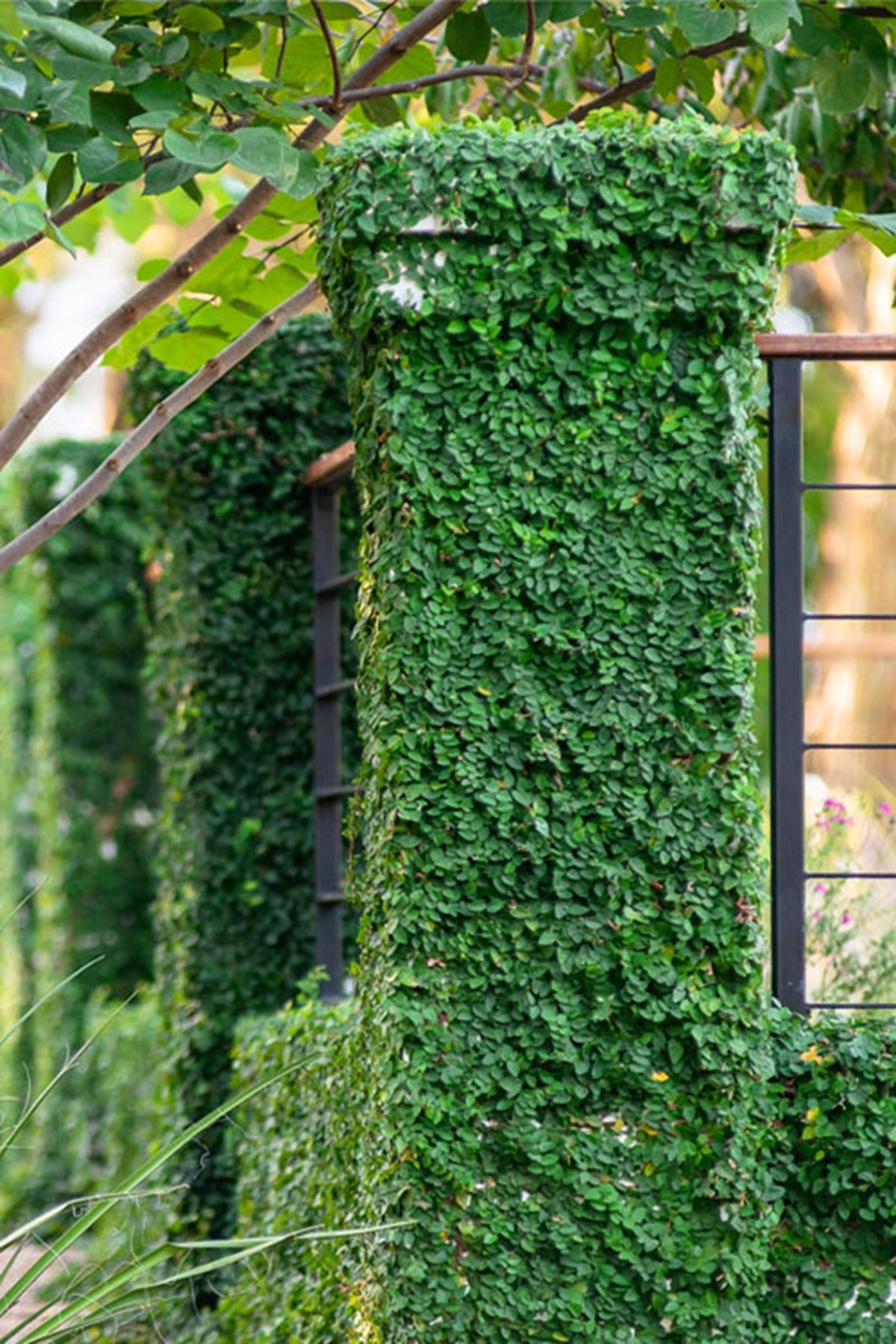 Ficus pumila es una planta perene, es decir que pasa todo el año con hojas. Ficus pumila es una planta perene, es decir que pasa todo el año con hojas.