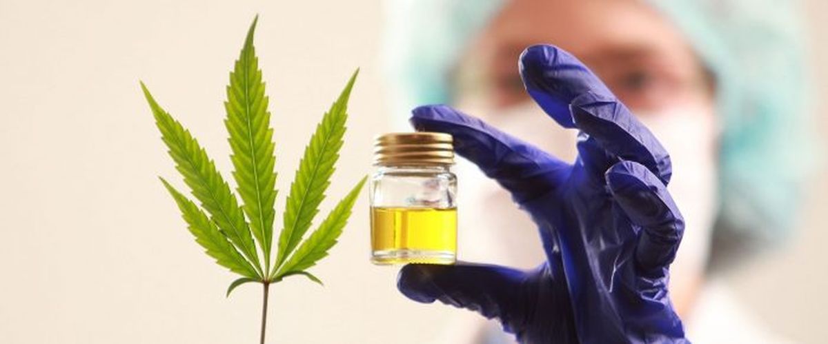 El cannabis medicinal comenzará a producirse en Mendoza.
