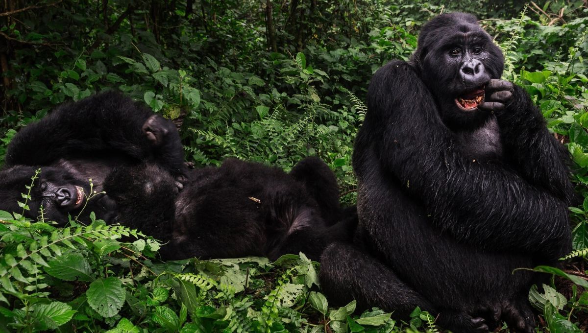 A pesar de estos desafíos, Virunga ha logrado aumentar la población de gorilas de montaña, que pasó de menos de 300 individuos en 2007 a más de mil en la actualidad. A pesar de estos desafíos, Virunga ha logrado aumentar la población de gorilas de montaña, que pasó de menos de 300 individuos en 2007 a más de mil en la actualidad.
