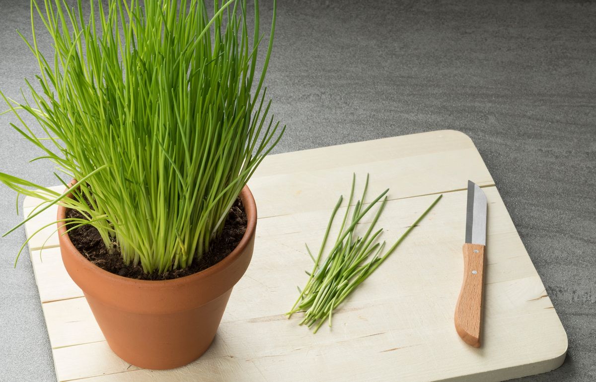 Cultiva esta hierba aromática en el jardín del hogar. Imagen: Pexels.
