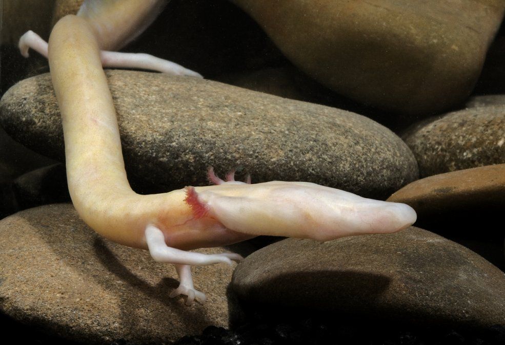 Eslovenia anunció el nacimiento de su primer dragón