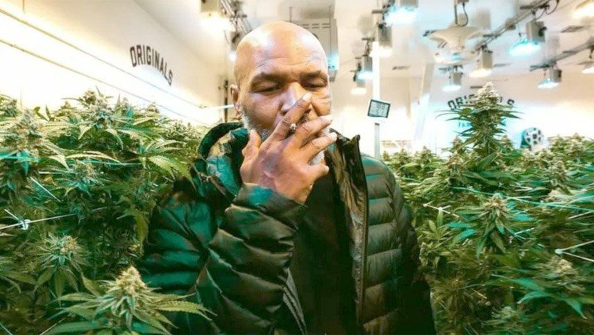 Mike Tyson, empresario de la marihuana