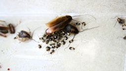 Las cucarachas pueden ser eliminadas de la cocina de manera rápida y sencilla. Las cucarachas pueden ser eliminadas de la cocina de manera rápida y sencilla.