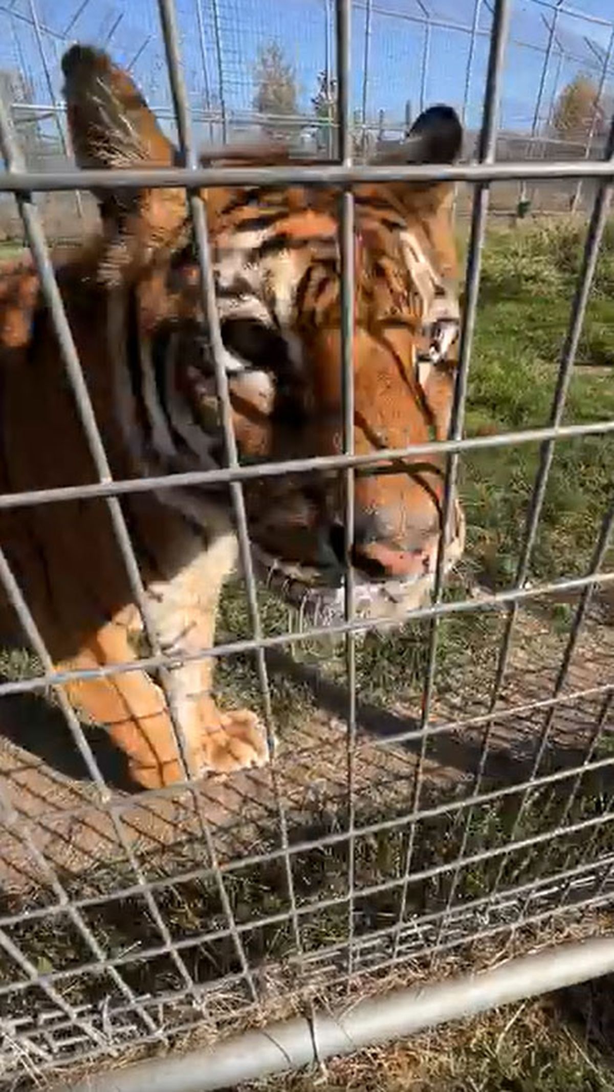 La tigresa Lucy disfruta de las comidas que recibe en su nuevo hogar en el santuario WildCat, en Minnesota, Estados Unidos. La tigresa Lucy disfruta de las comidas que recibe en su nuevo hogar en el santuario WildCat, en Minnesota, Estados Unidos.
