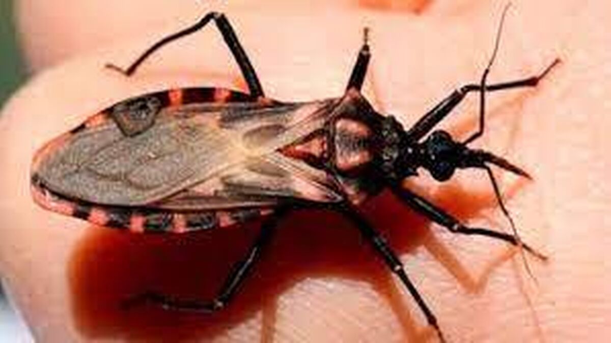 La vinchuca es uno de los transmisores de la Enfermedad de Chagas