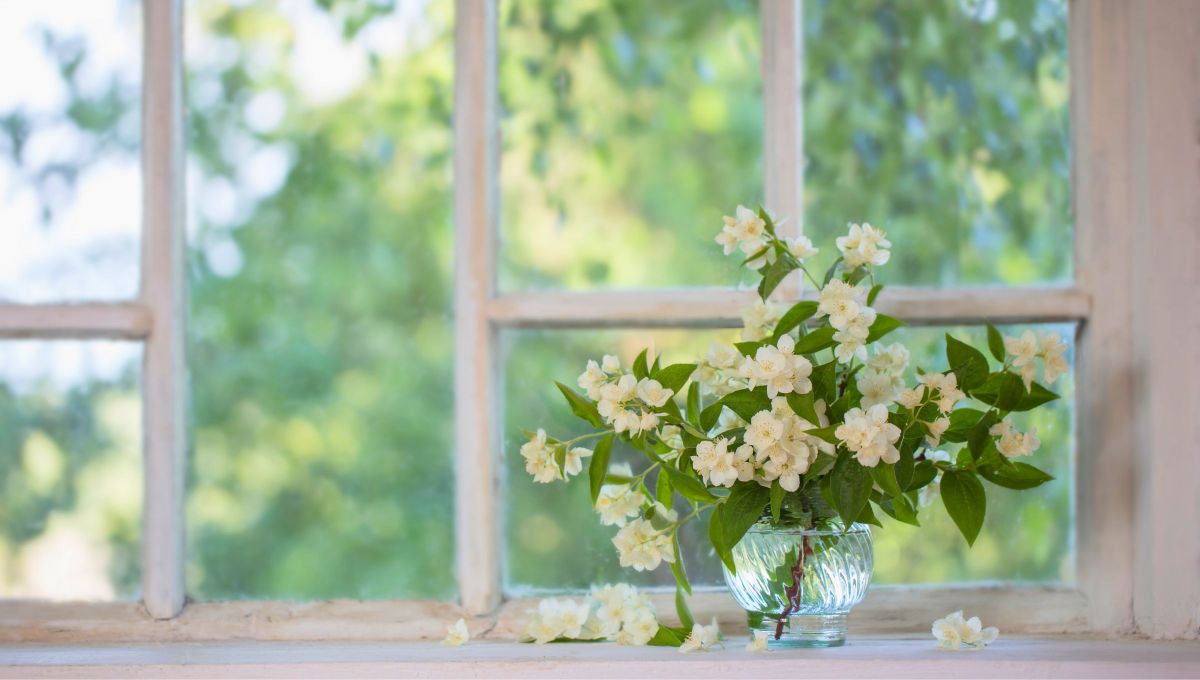 La planta de jazmín tiene una cierta esperanza de vida dependiendo el cuidado, al igual que sus flores. La planta de jazmín tiene una cierta esperanza de vida dependiendo el cuidado, al igual que sus flores.