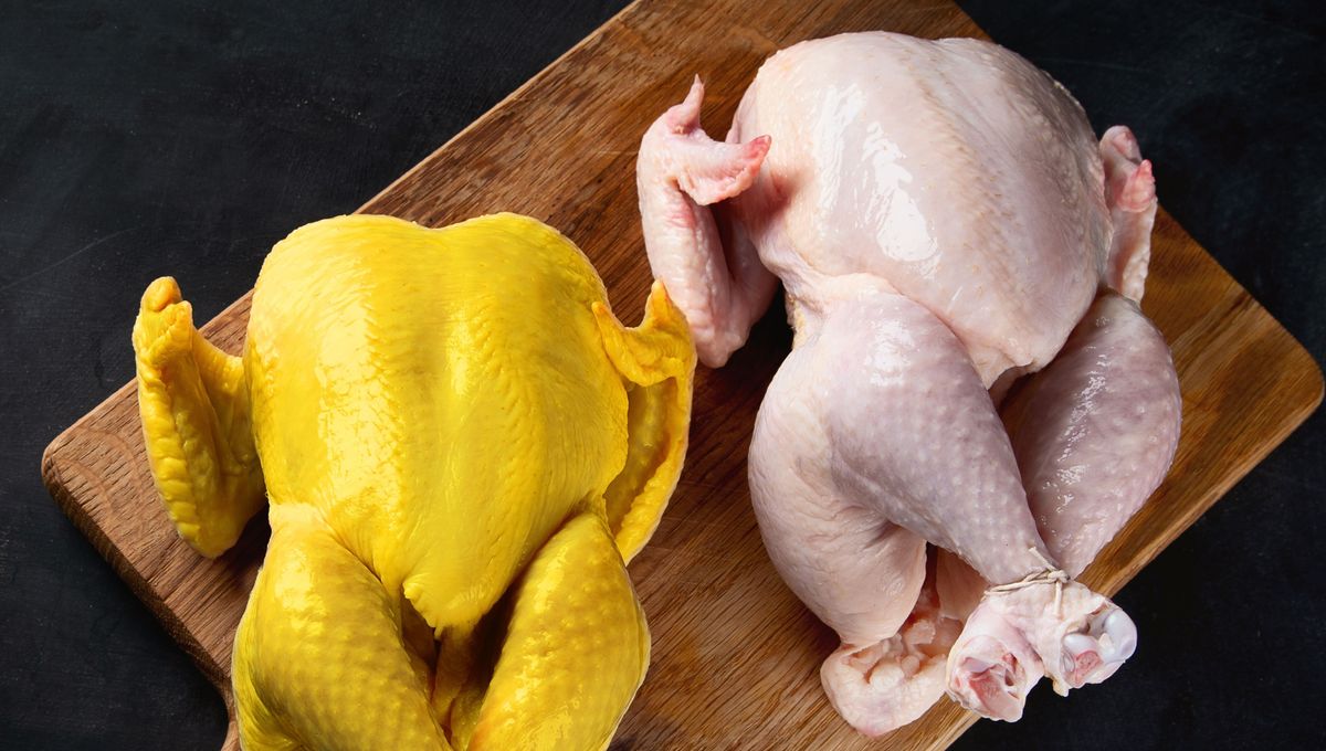 Diferencias entre un pollo amarillo y uno blanco.