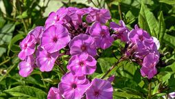 Hoy traemos una idea para todos los jardineros. Imagen: Freepik.