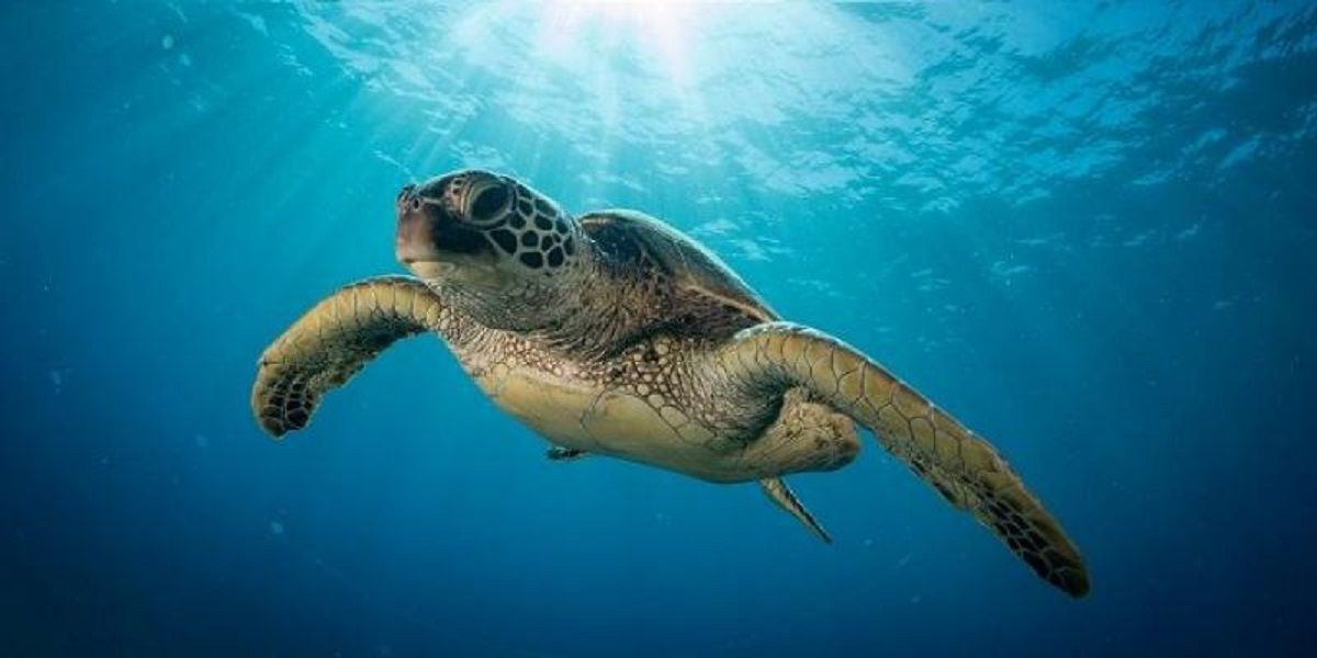 El 16 de junio se celebra el Día Mundial de la Tortugas Marinas.