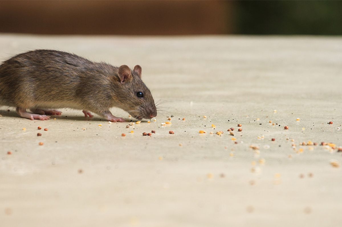 Ratas en casa: la señal que muchos confunden e indica la presencia de la plaga Ratas en casa: la señal que muchos confunden e indica la presencia de la plaga