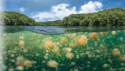 El lago de medusas doradas: un lugar único y fascinante en el mundo