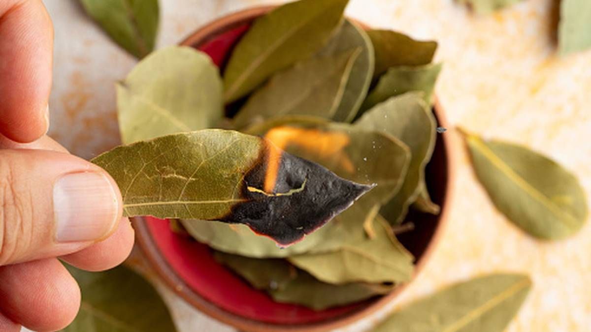 Según el Feng Shui si quieres vivir en abundancia y atraer dinero este mes, realiza este ritual que tiene como protagonista al laurel. Según el Feng Shui si quieres vivir en abundancia y atraer dinero este mes, realiza este ritual que tiene como protagonista al laurel.