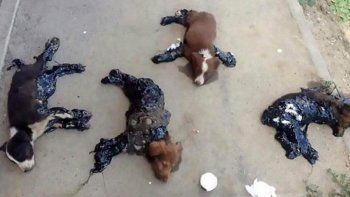Maldad humana sin límites: bañaron en alquitrán a cachorros para que se queden pegados al piso