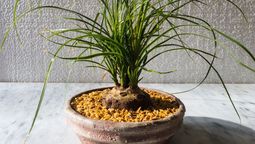 Esta planta no demanda cuidados de jardinería.