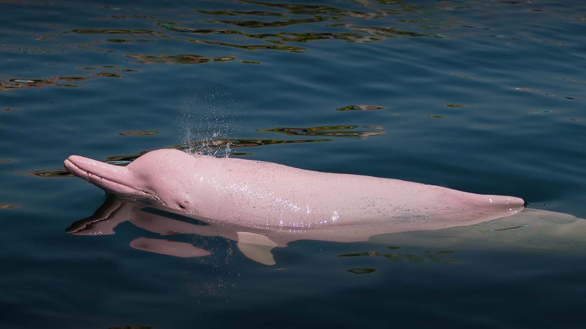 El delfín rosado, especie que se desarrolla en aguas dulces, está en peligro de extinción debido a la cacería indiscriminada.