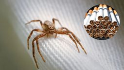 Para que el método del tabaco sea realmente efectivo para espantar a las arañas, la clave está en la ubicación. Para que el método del tabaco sea realmente efectivo para espantar a las arañas, la clave está en la ubicación.