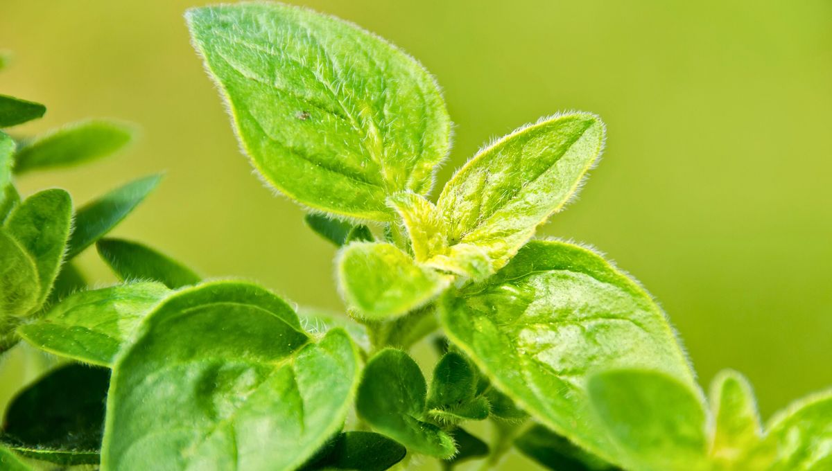 El vinagre de alimentos se fabrica fermentando frutas o legumbres y es el único apto para consumo. El destilado no se puede comer. El vinagre de alimentos se fabrica fermentando frutas o legumbres y es el único apto para consumo. El destilado no se puede comer. 
