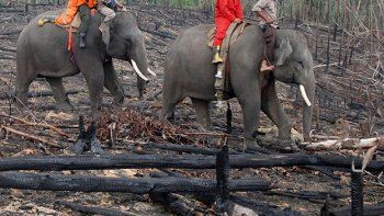 Los bomberos elefantes de Indonesia