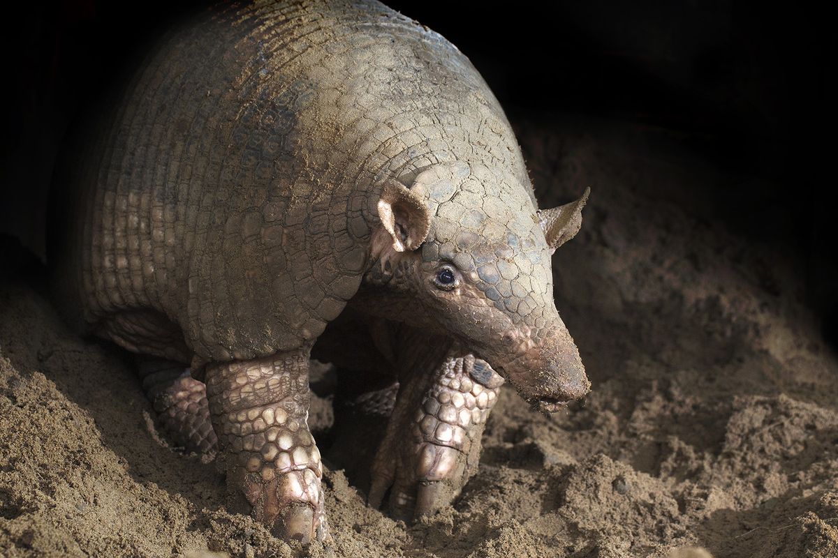 El Tatú carreta se encuentra en un estado crítico a nivel nacional El Tatú carreta se encuentra en un estado crítico a nivel nacional