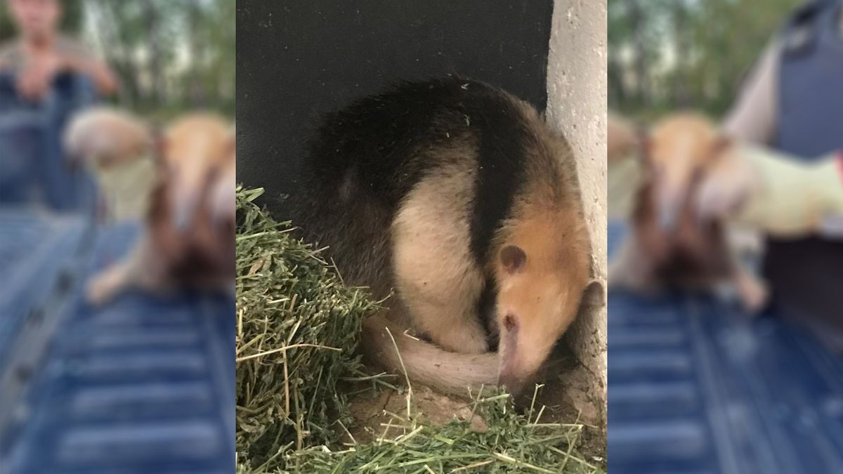 El osito melero estuvo bajo el cuidado de Fauna en el Ecoparque de Mendoza. El osito melero estuvo bajo el cuidado de Fauna en el Ecoparque de Mendoza.