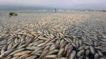 Pescadores mexicanos recogieron 54 toneladas de peces muertos en una laguna de Guadalajara